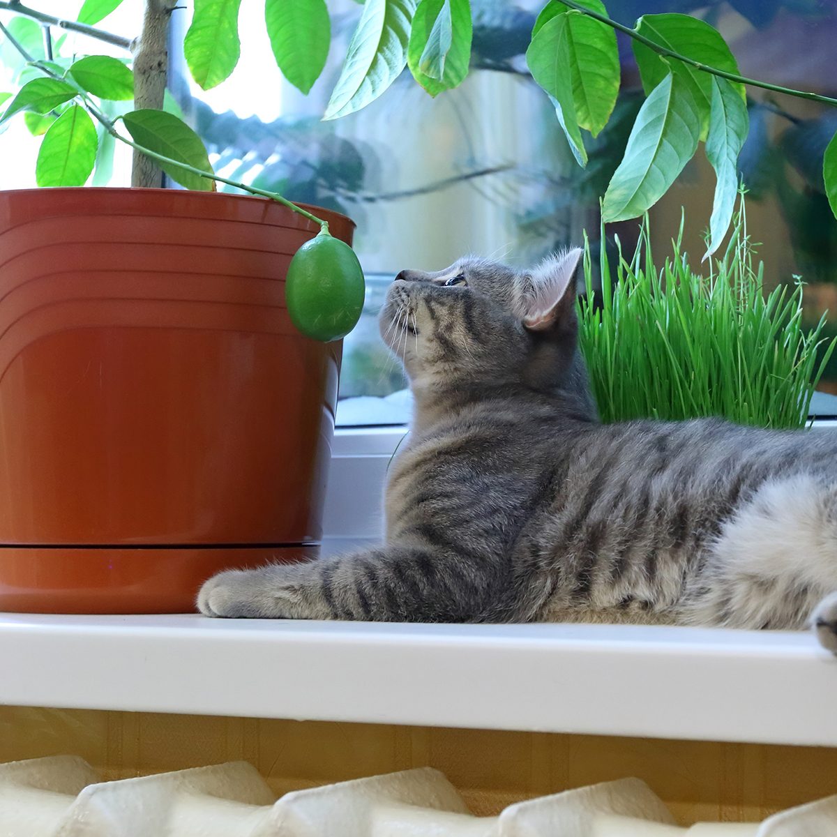 Gray cat of the Scottish breed among houseplants