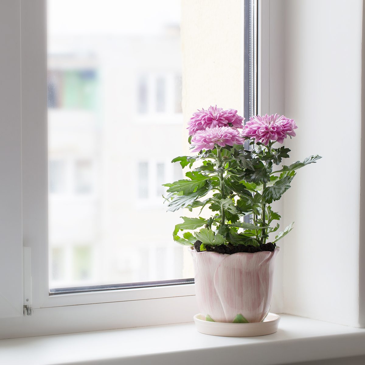 chrysanthemum in pot on window sill
