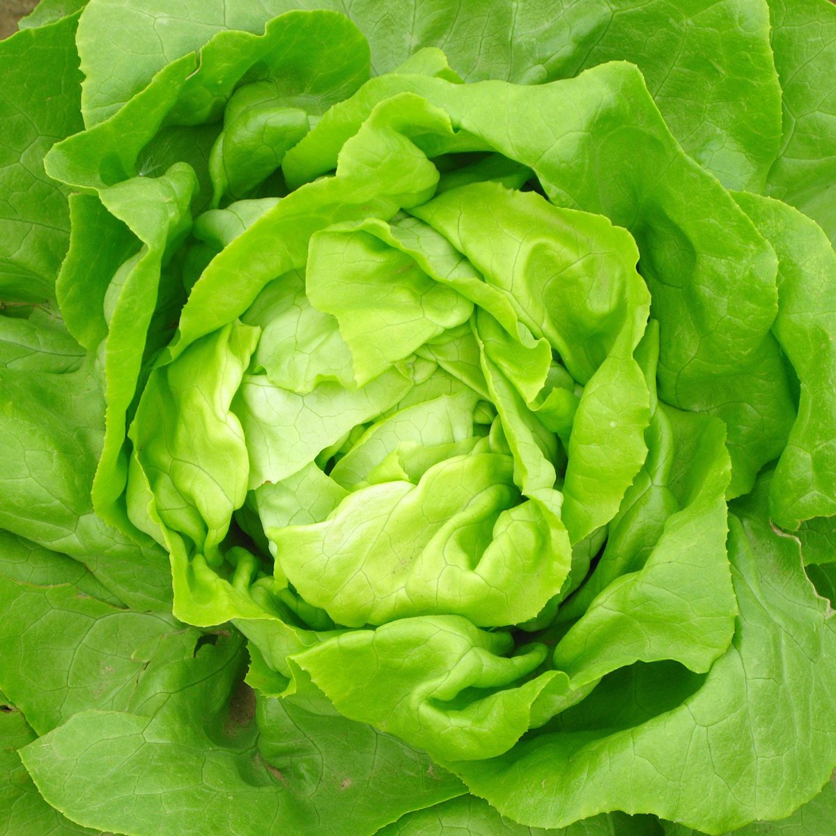 Lettuce