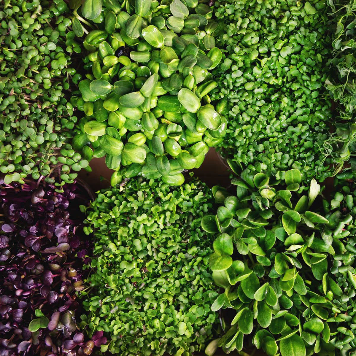Microgreens