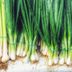 Chives vs Scallions vs Green Onions: What's the Difference?