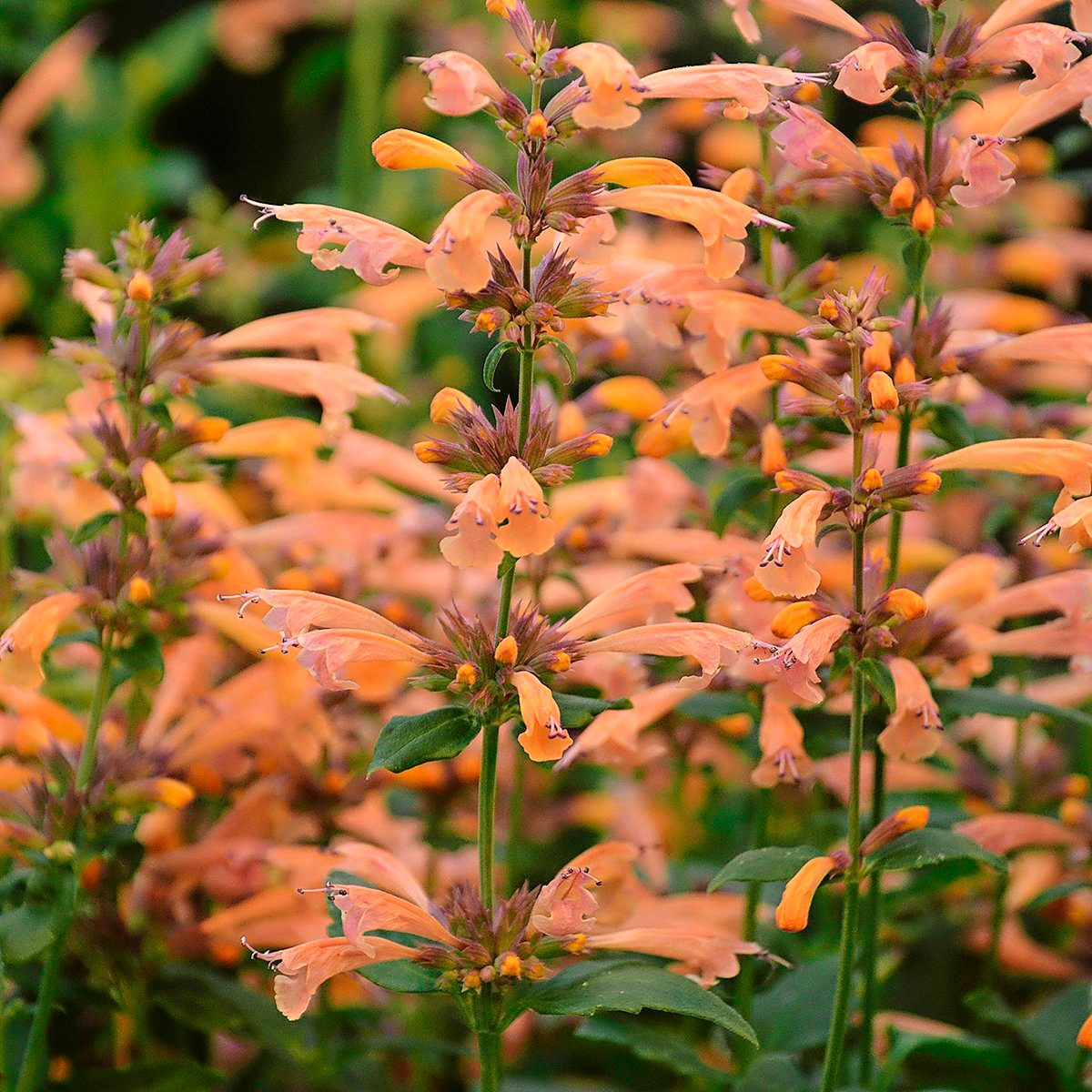 Agastache mango tango