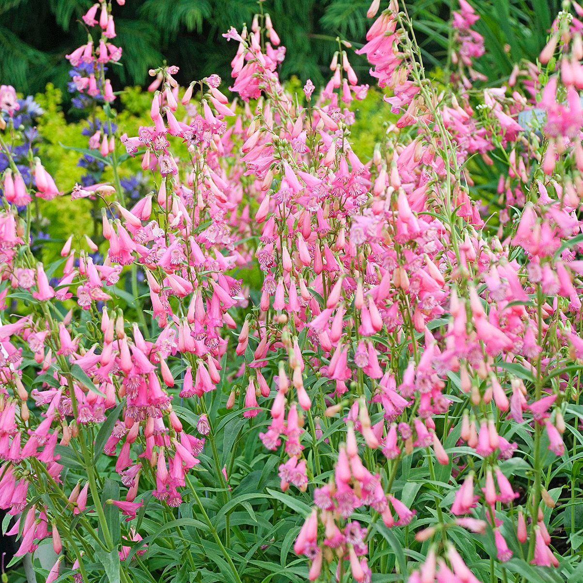Penstemon