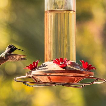 Hummingbird hovering at feeder