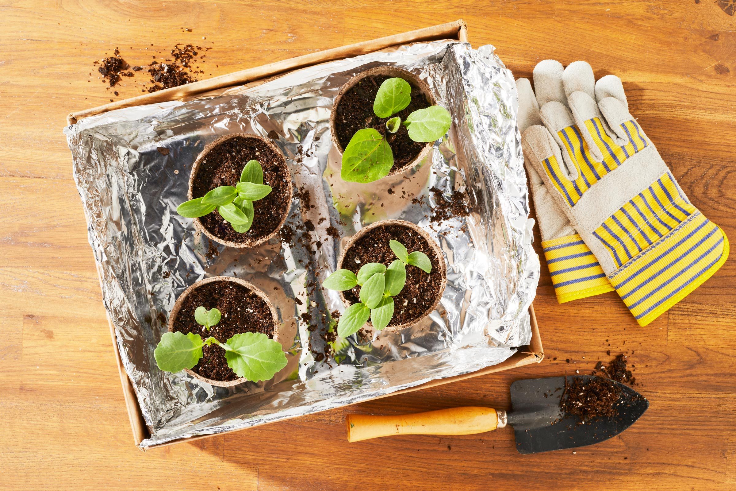 tray lined with foil for growing seeds