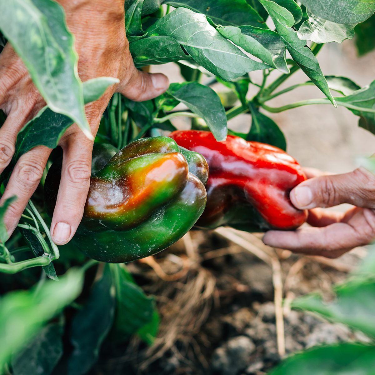Photo Taken In Fuente Vaqueros, Spain