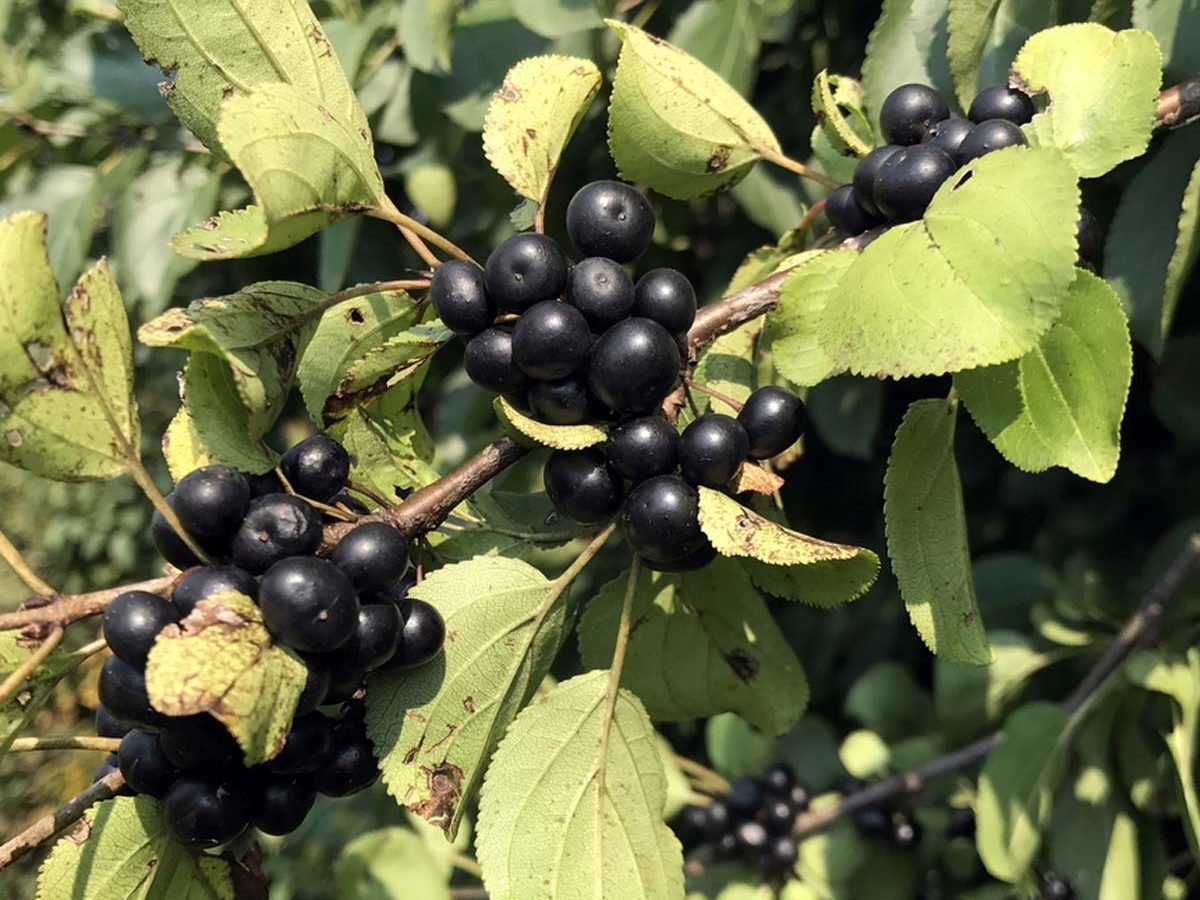 buckthorn