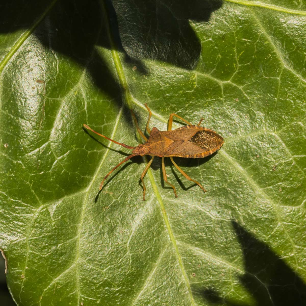 squash bugs