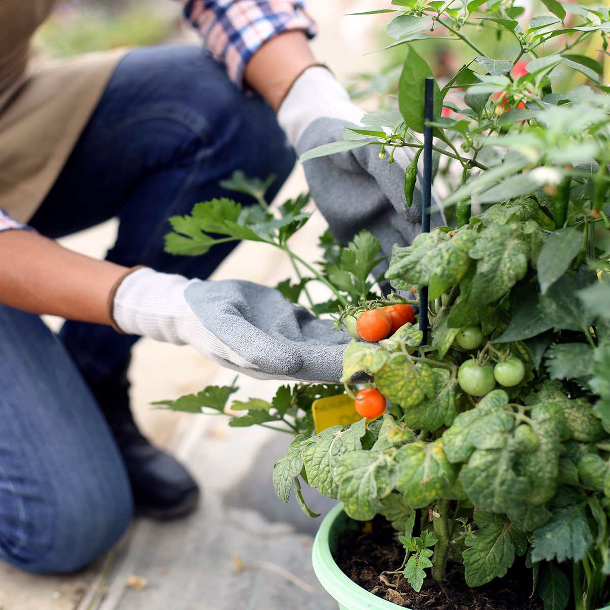 tomato garden with gardener