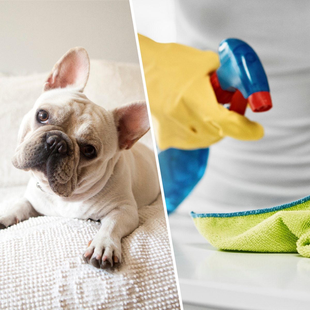 Cropped shot of an unrecognizable young woman cleaning a table at home