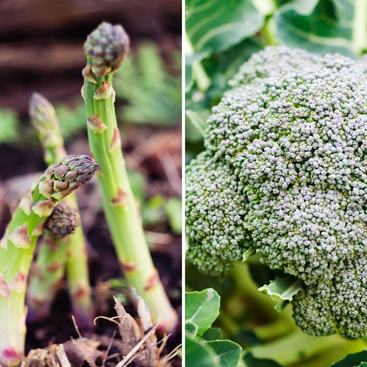 Broccoli and Asparagus