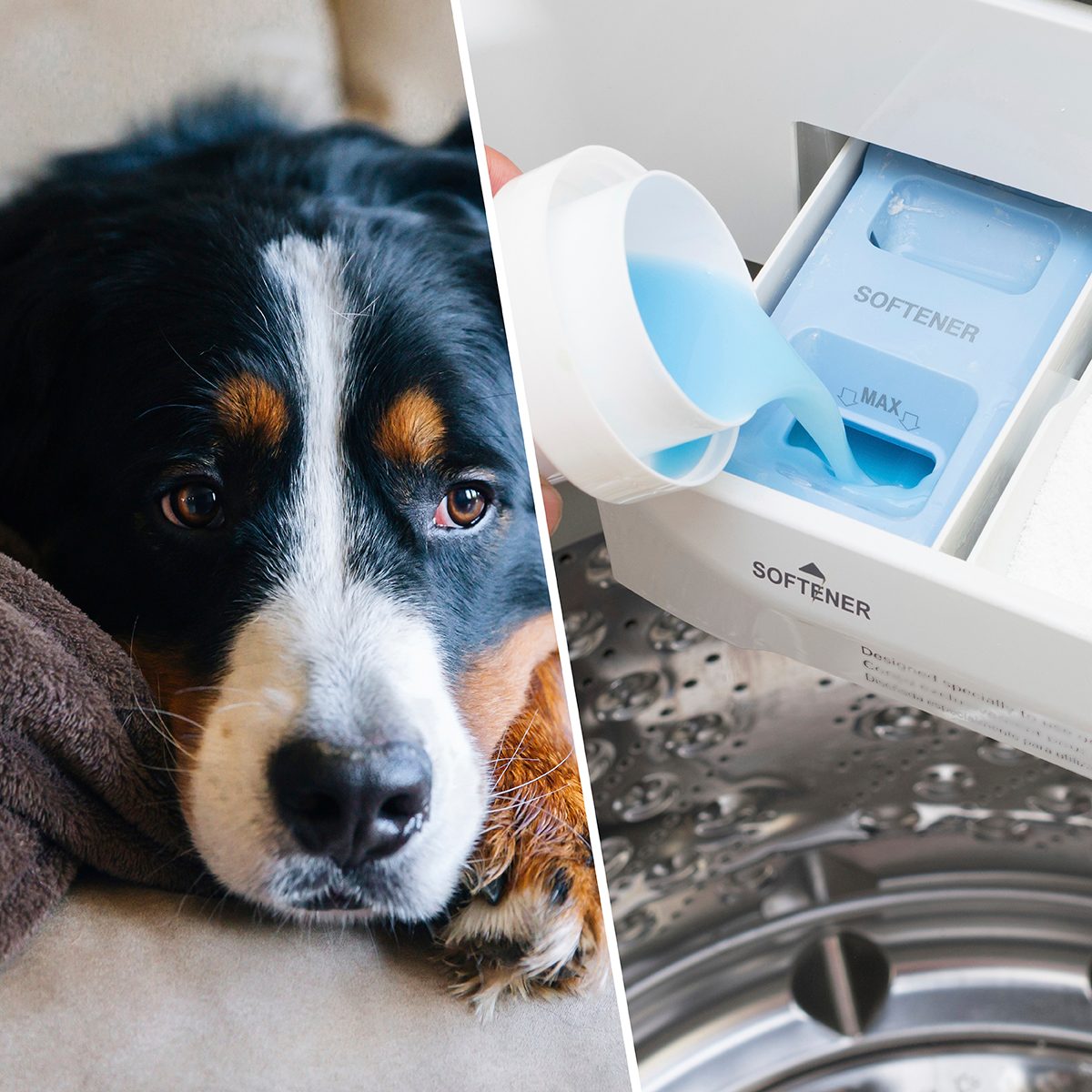 Sad dog, sad dog face, Bernese Mountain Dog, Conceptual image sadness, Conceptual image depression, bad dog, guilty dog./putting softner to washing machine