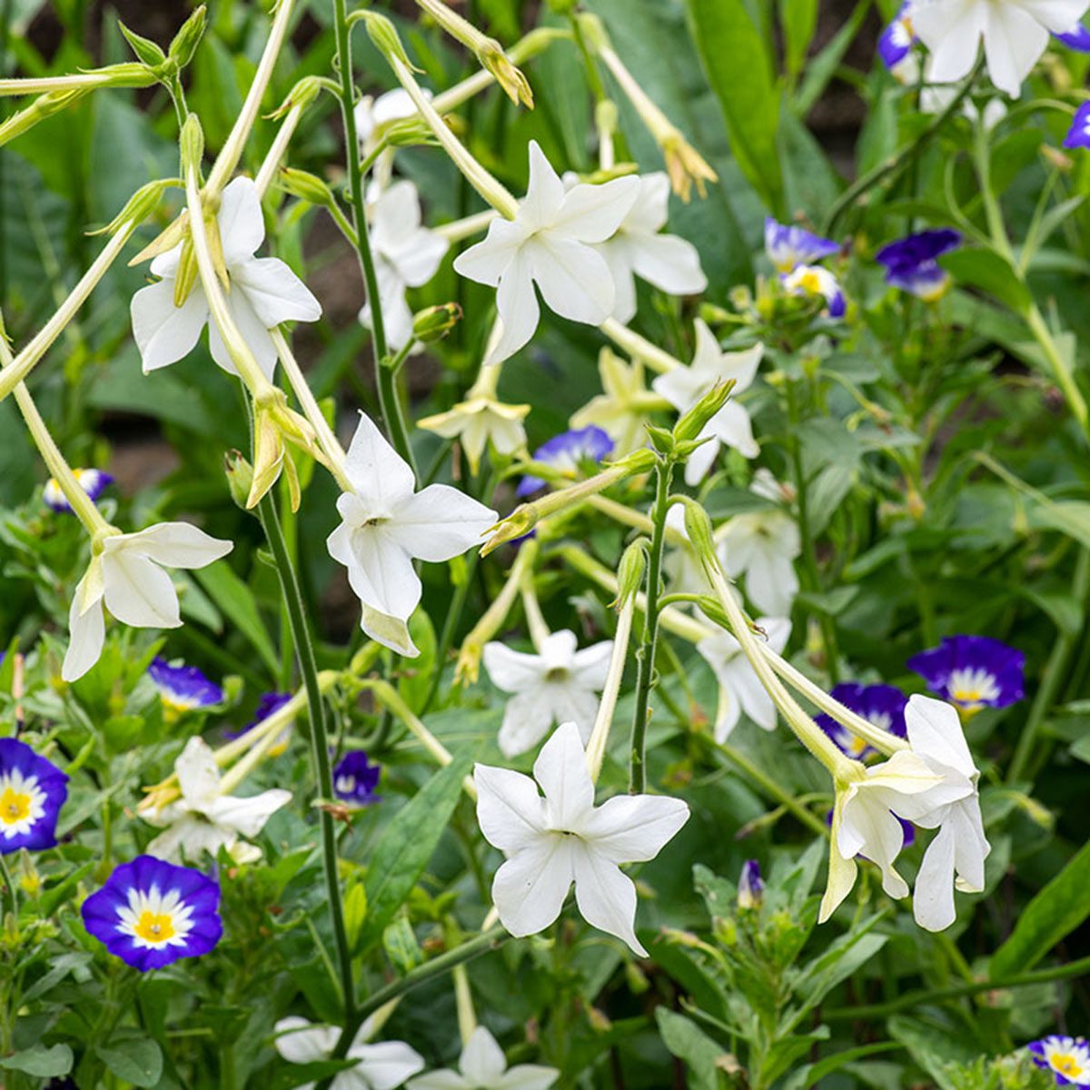 Flowering Tobacco best smelling flowers