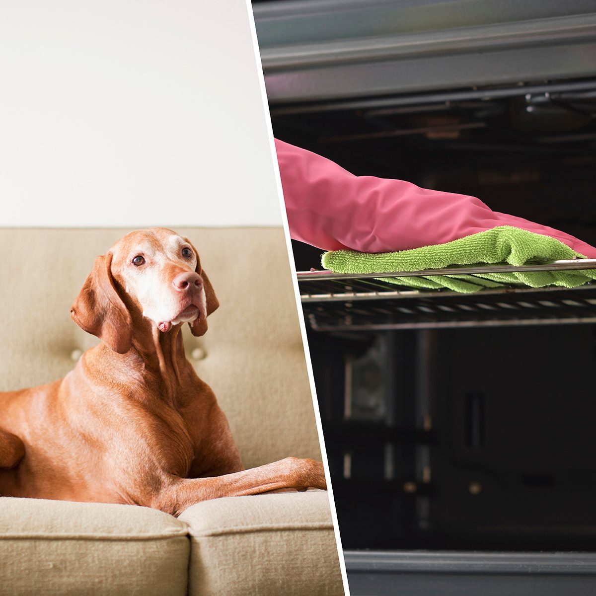 Cleaning the oven. Woman