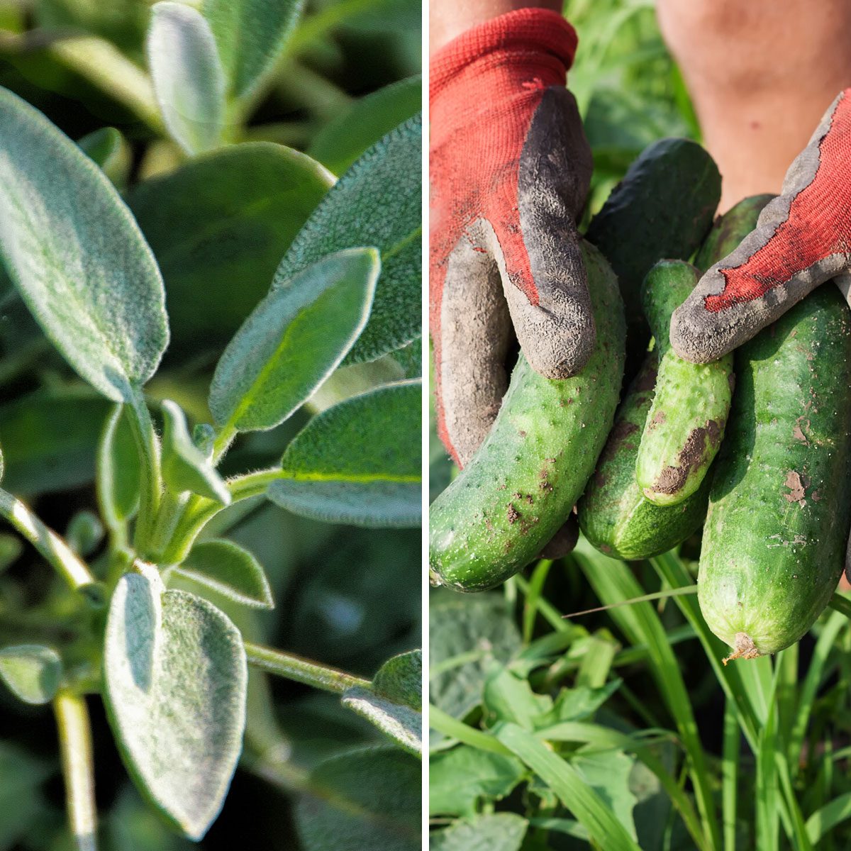Sage and cucumbers
