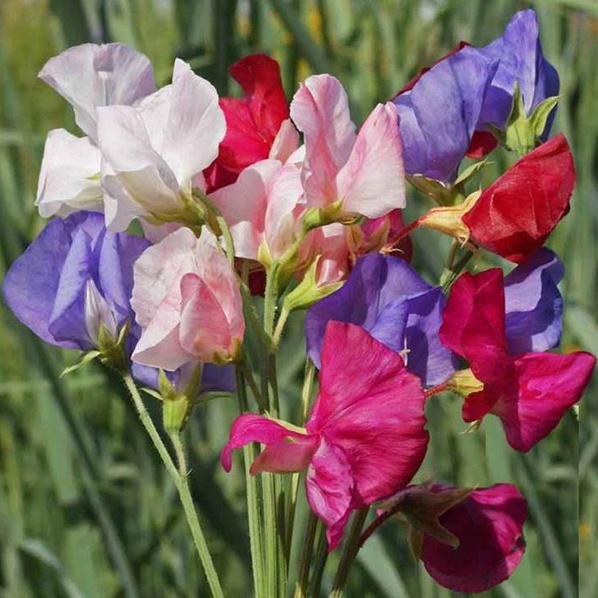 best smelling flowers Sweet Pea Mammoth Mix Many Packet Sizes