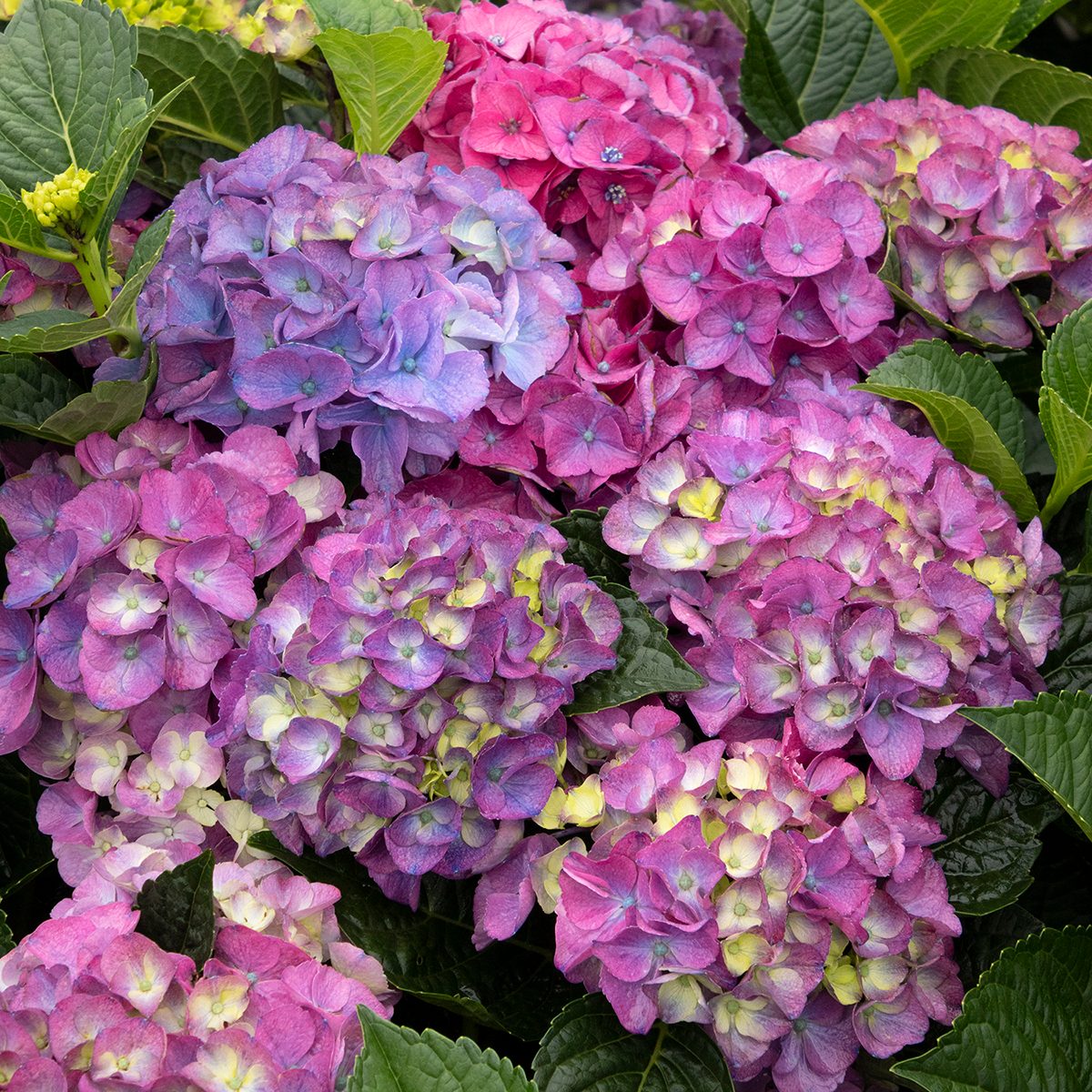 Seaside Serenade Newport Hydrangeas