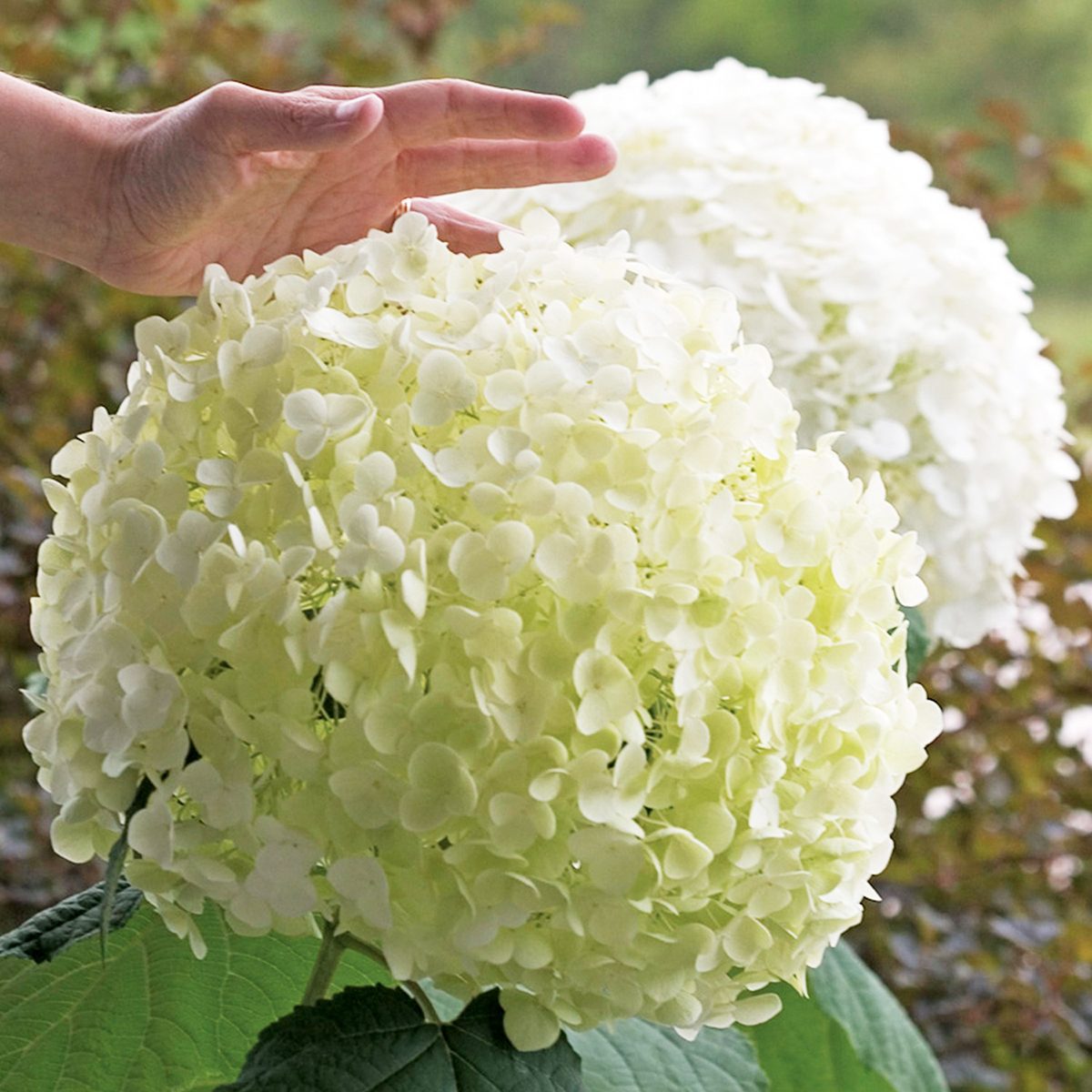 Burpee Hydrangea Incrediball