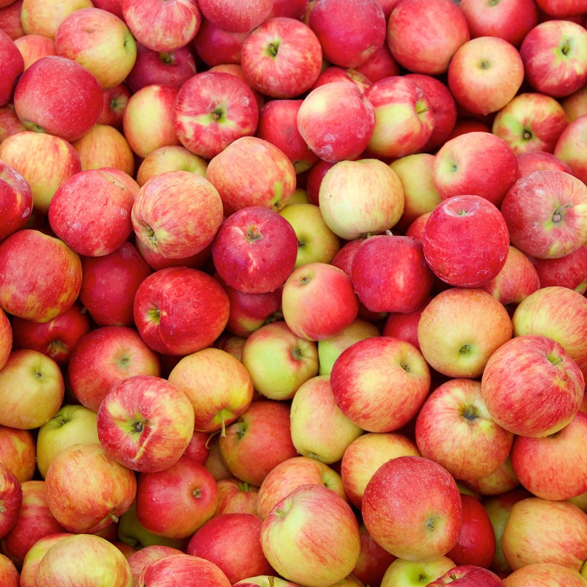 Jonagold apples background at apple harvest. A cross between a golden delicious an jonathan apple