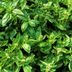12 Mistakes You May Be Making with Fresh Basil