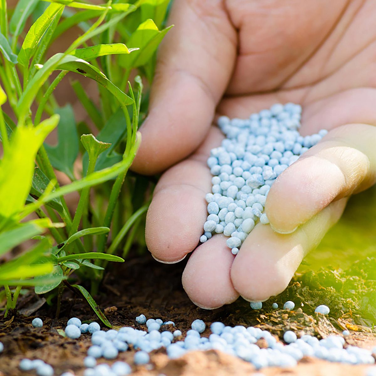 Adding fertilizer to a plant