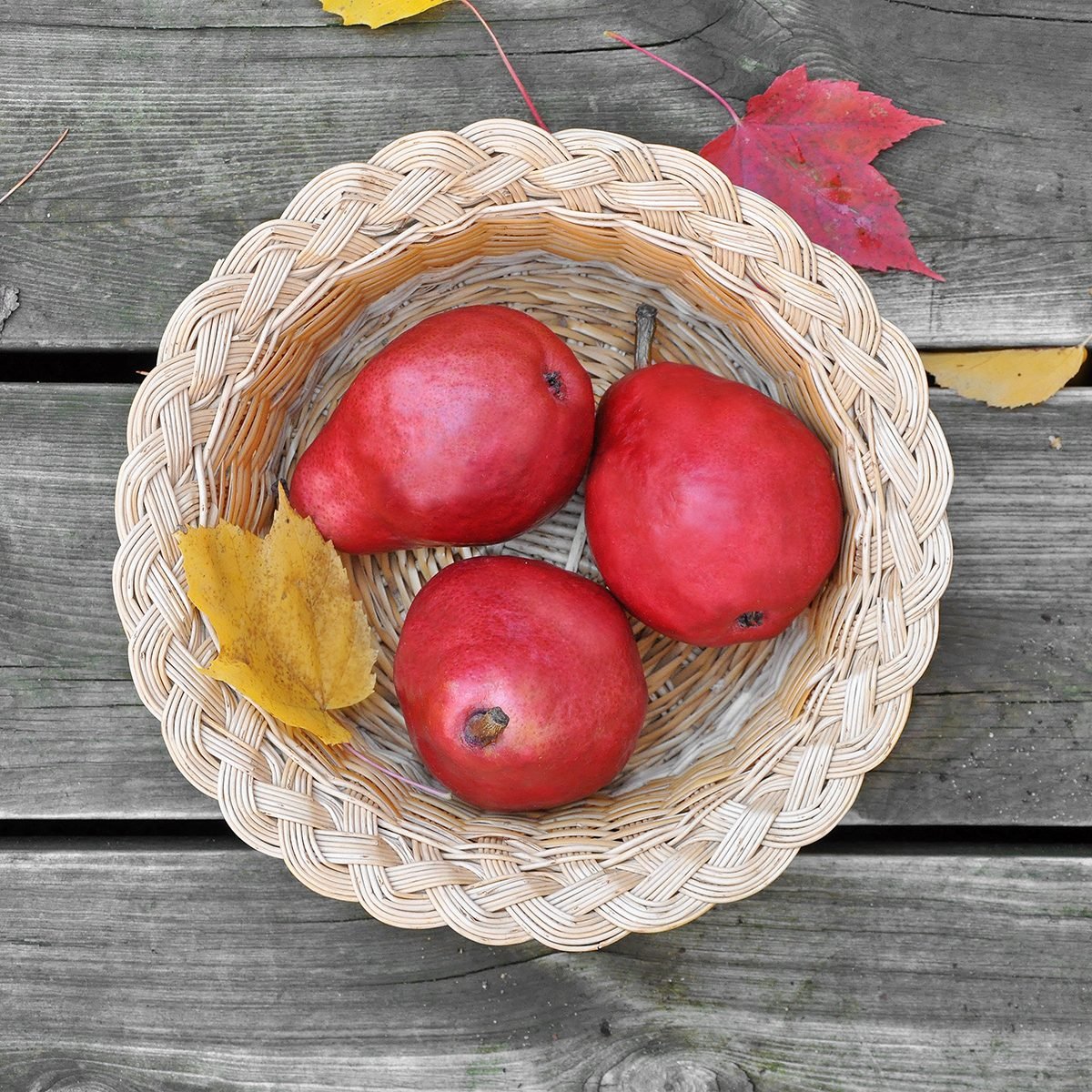 Basket of Red Anjou pears.