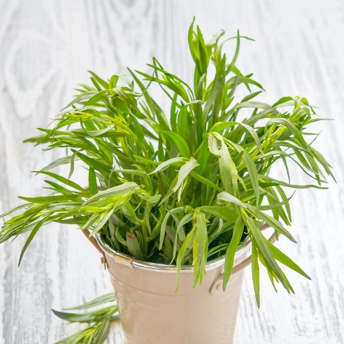 Tarragon in a pot growing inside