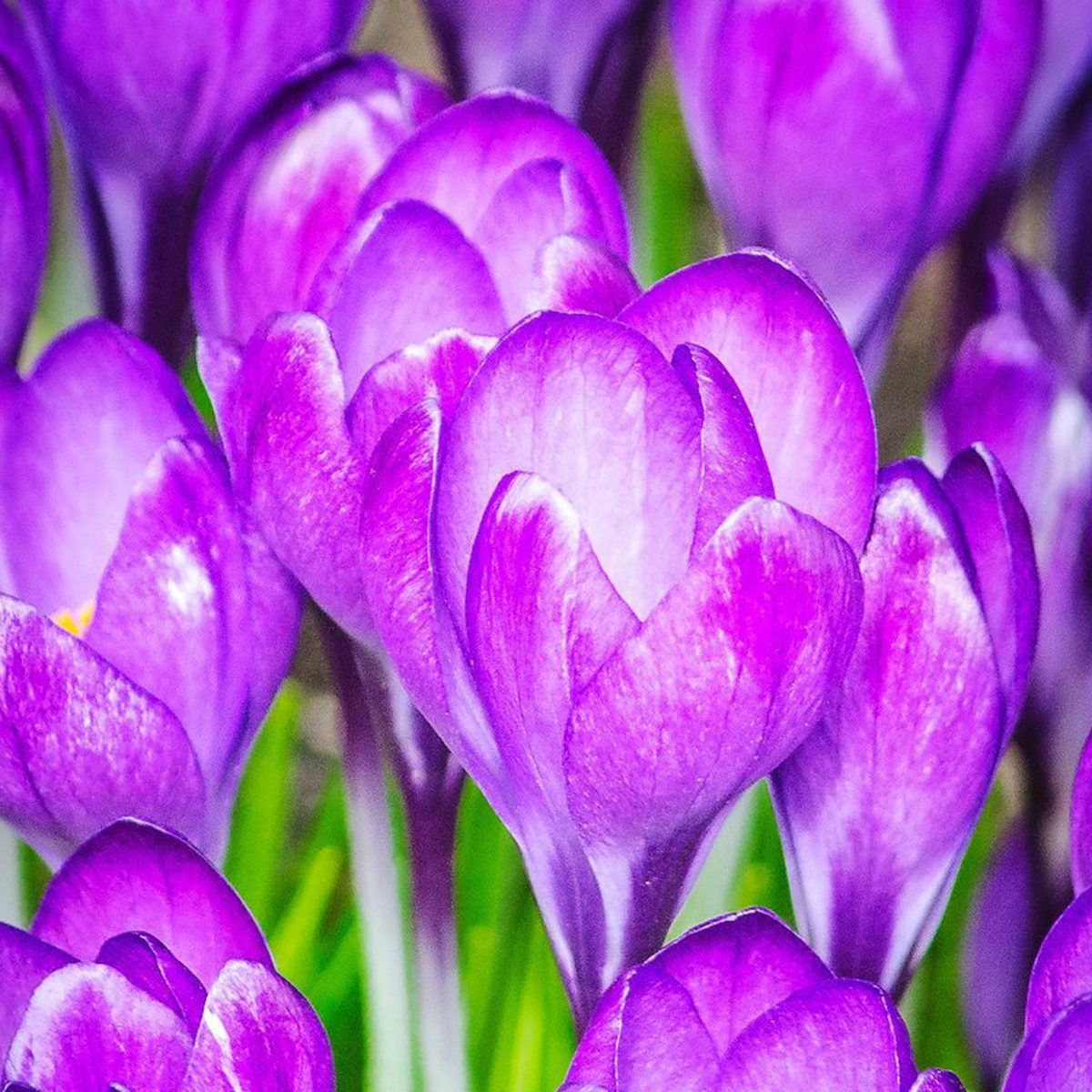 Crocus
