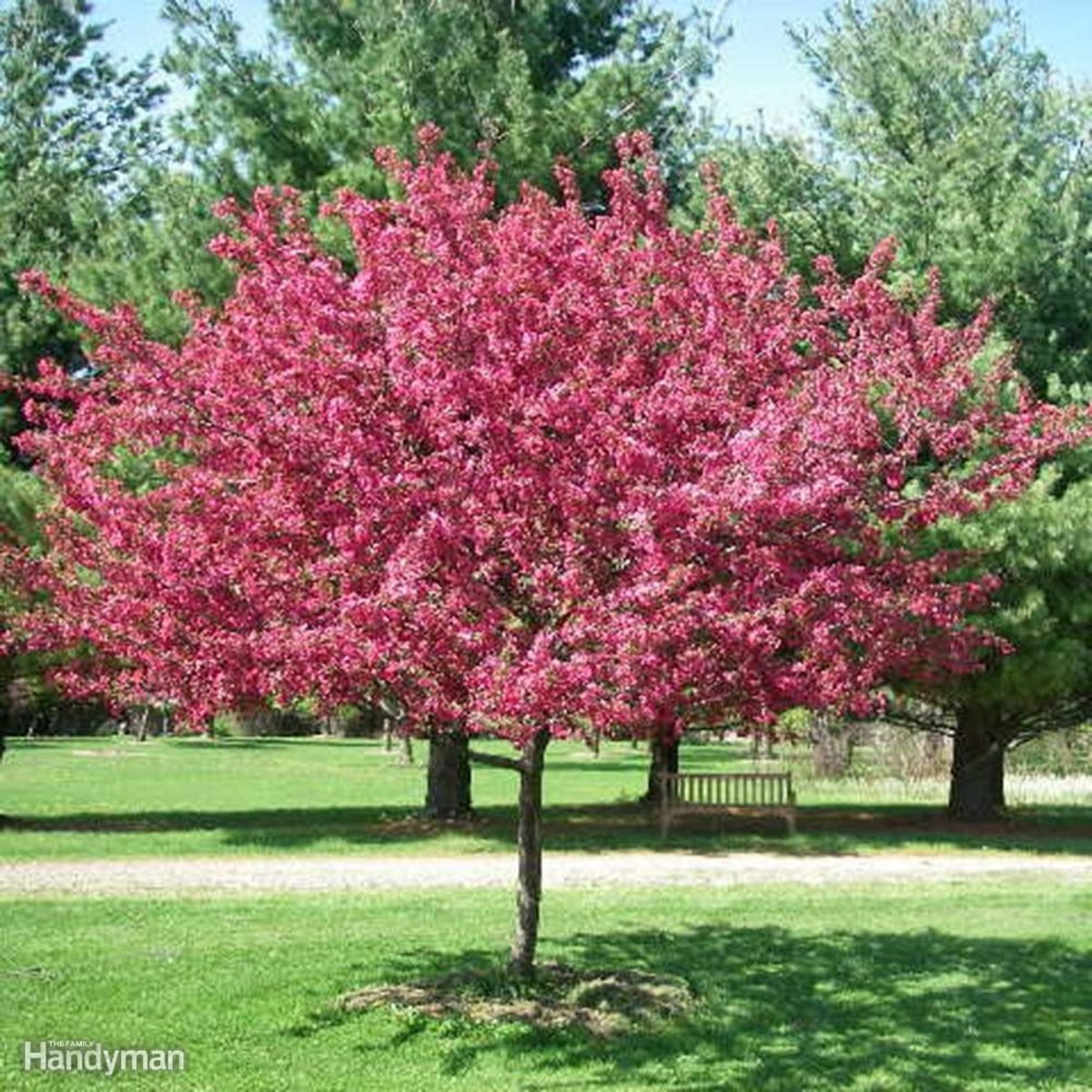 Flowering Crabapple