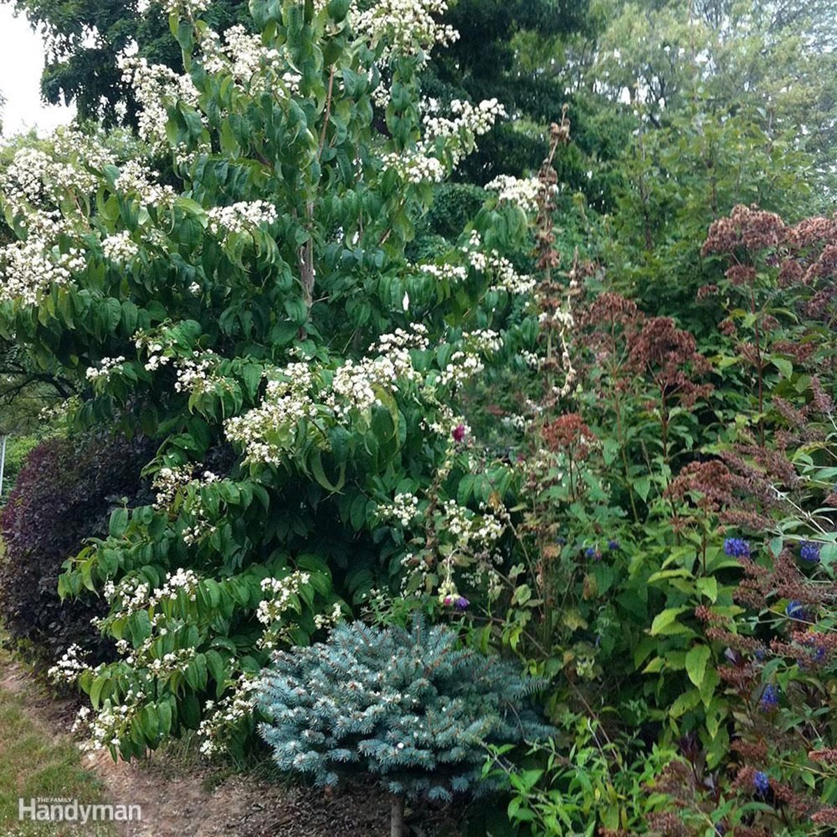 Heptacodium