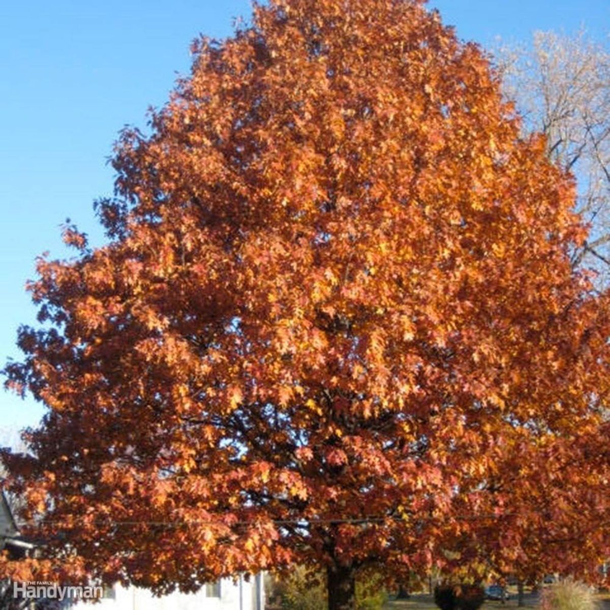 Red Oak