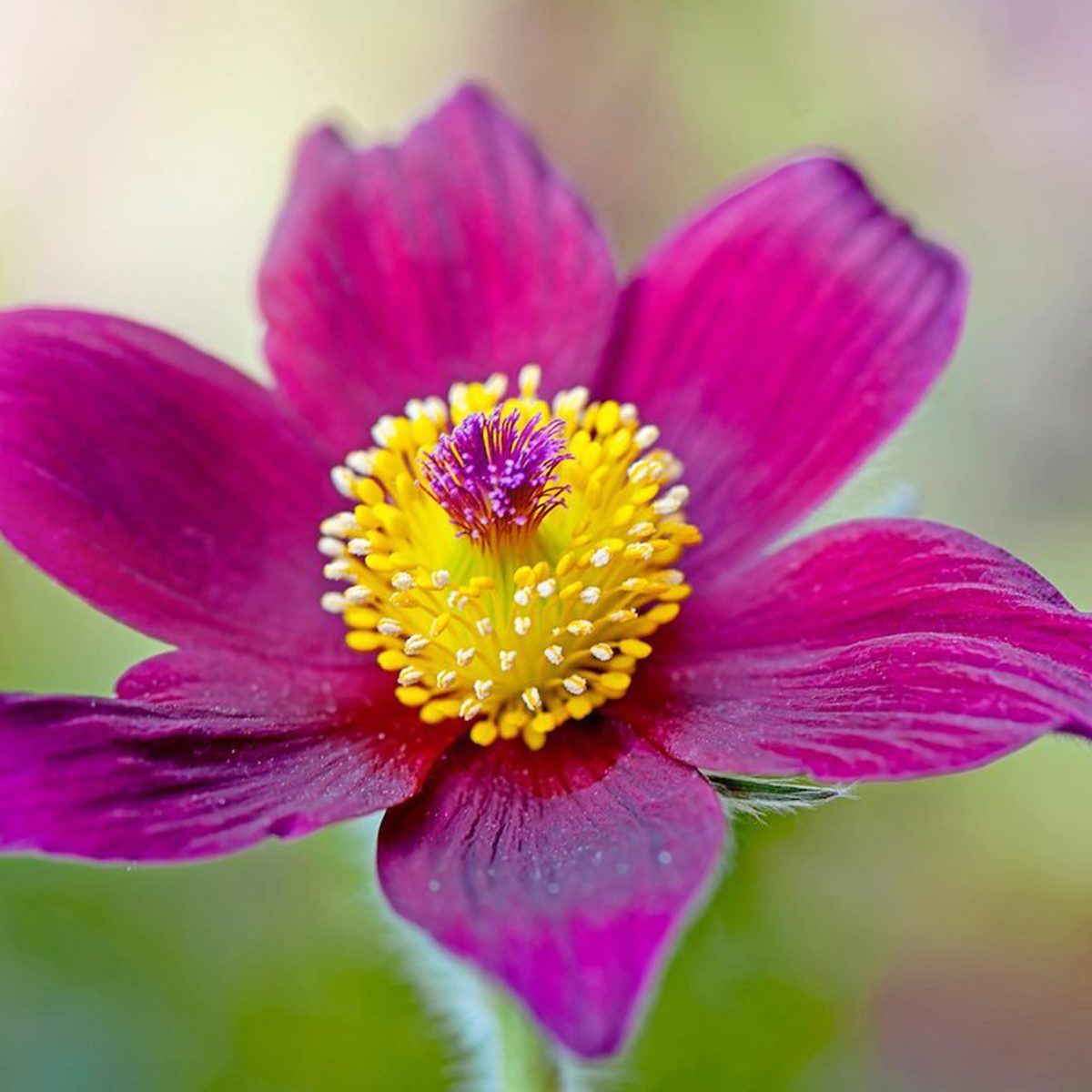 Spring Pulsatilla Vulgaris Pasque Flower, Pasqueflower, Common Pasque Flower, European Pasqueflower