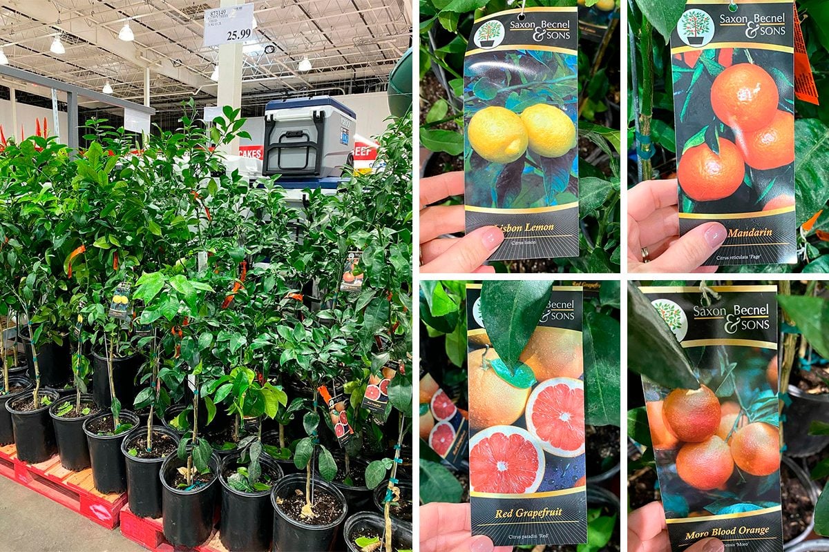 Costco Is Selling Beautiful Citrus Trees Right Now—and It Officially Feels Like Spring