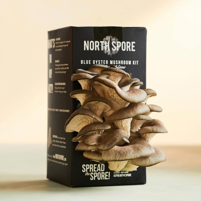 Blue Oyster Growing Kit