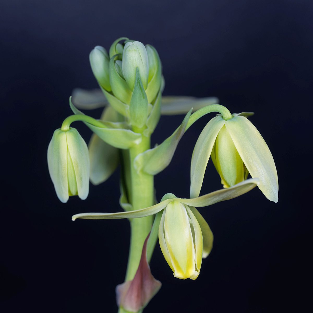 Flower of a corkscrew albuca, Albuca spiralis, with a black background.
