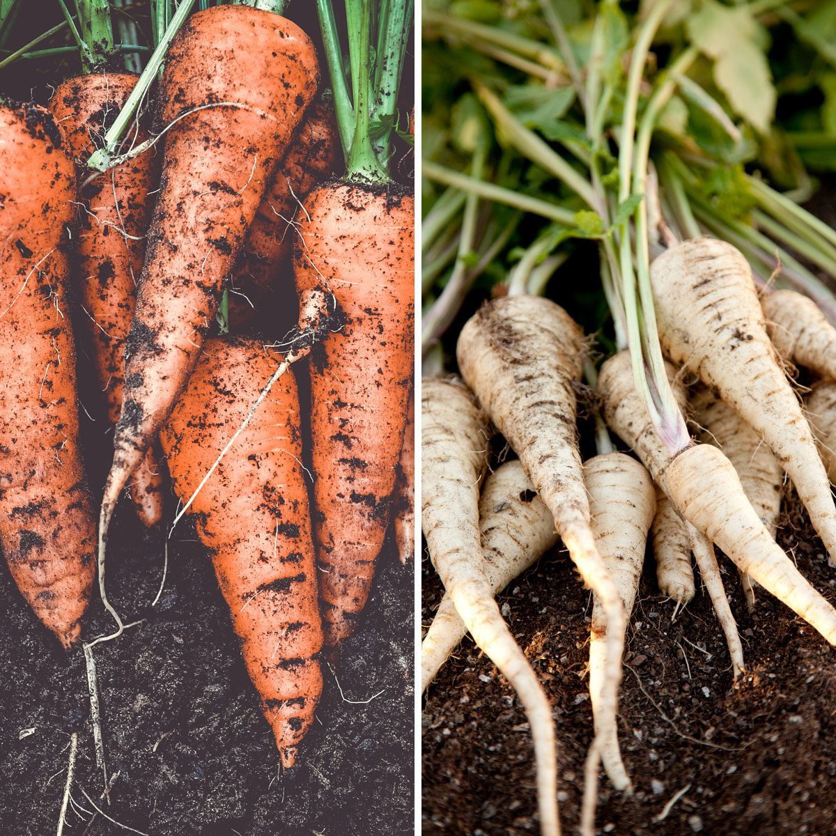 Carrots Parsnips 1138757396 155386958