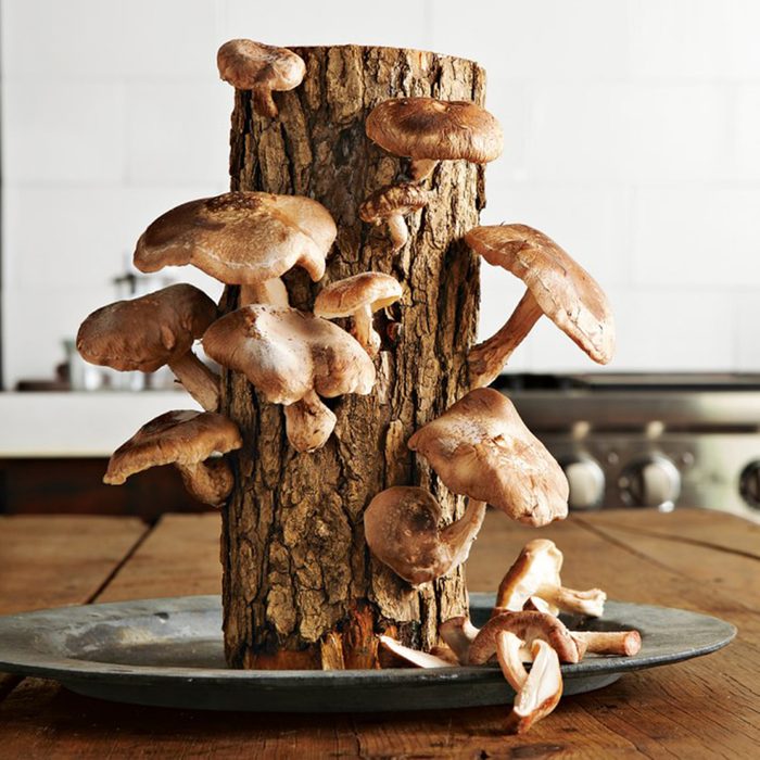 Shiitake Mushroom Log Kit O