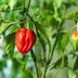 How to Grow Hot Peppers