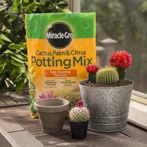 Succulent Potting Mix