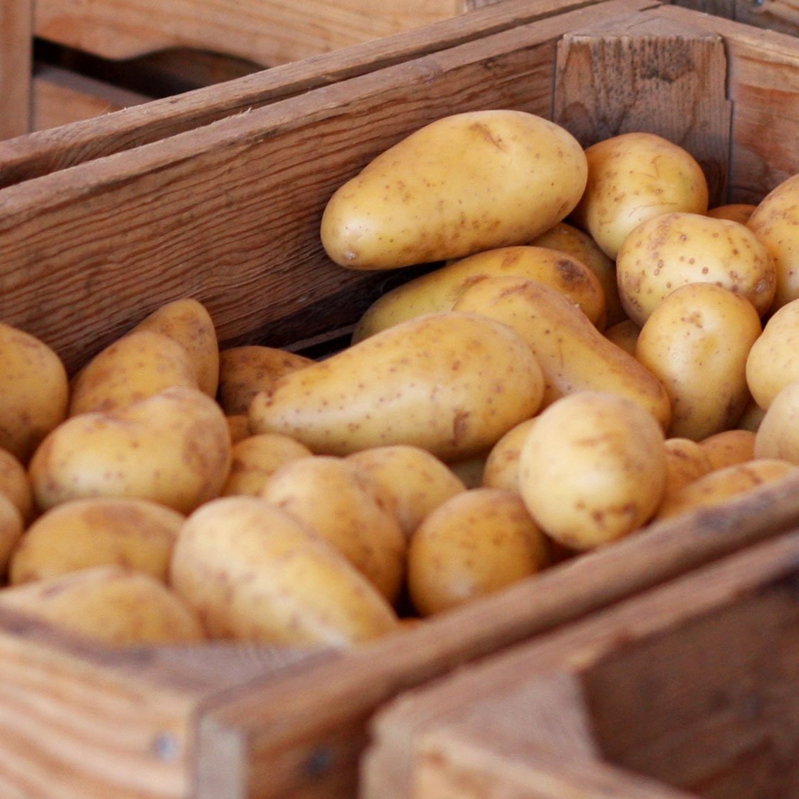 potatoes for potato salad 