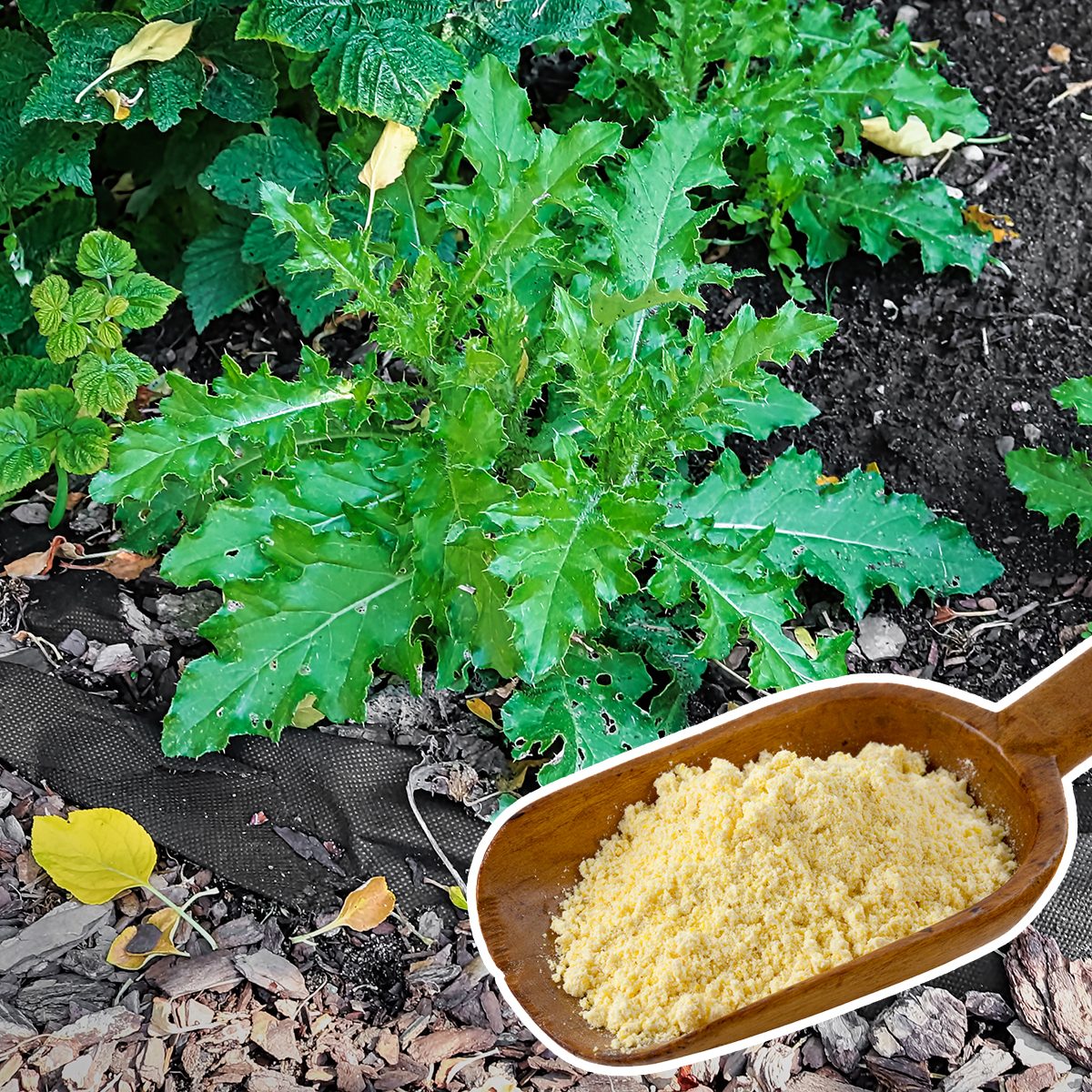 cornmeal weed preventer