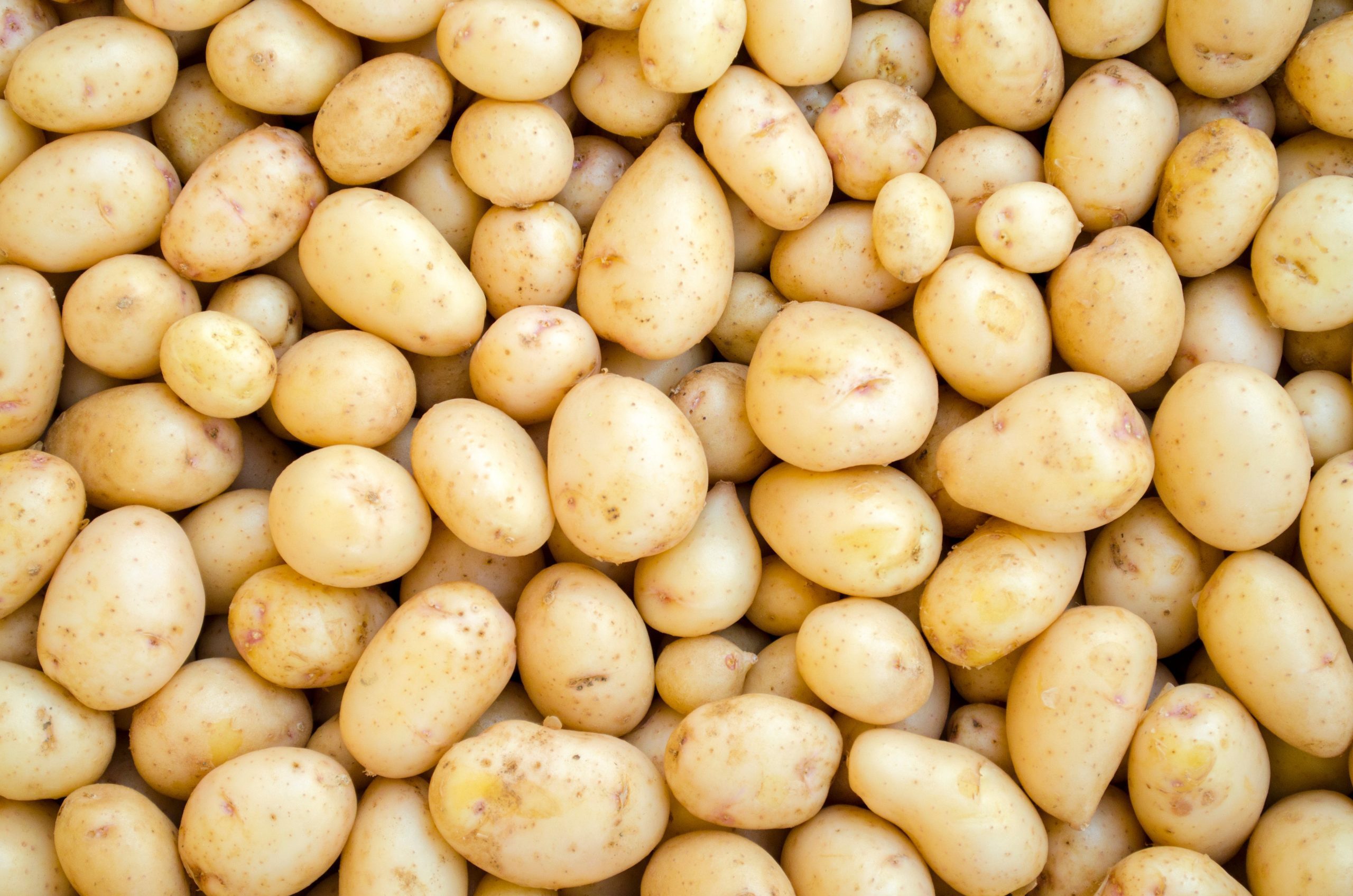 Potatoes White Washed And Fresh