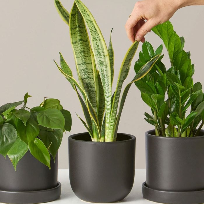 gifts for people who have everything The Sill Classic Subscription Box