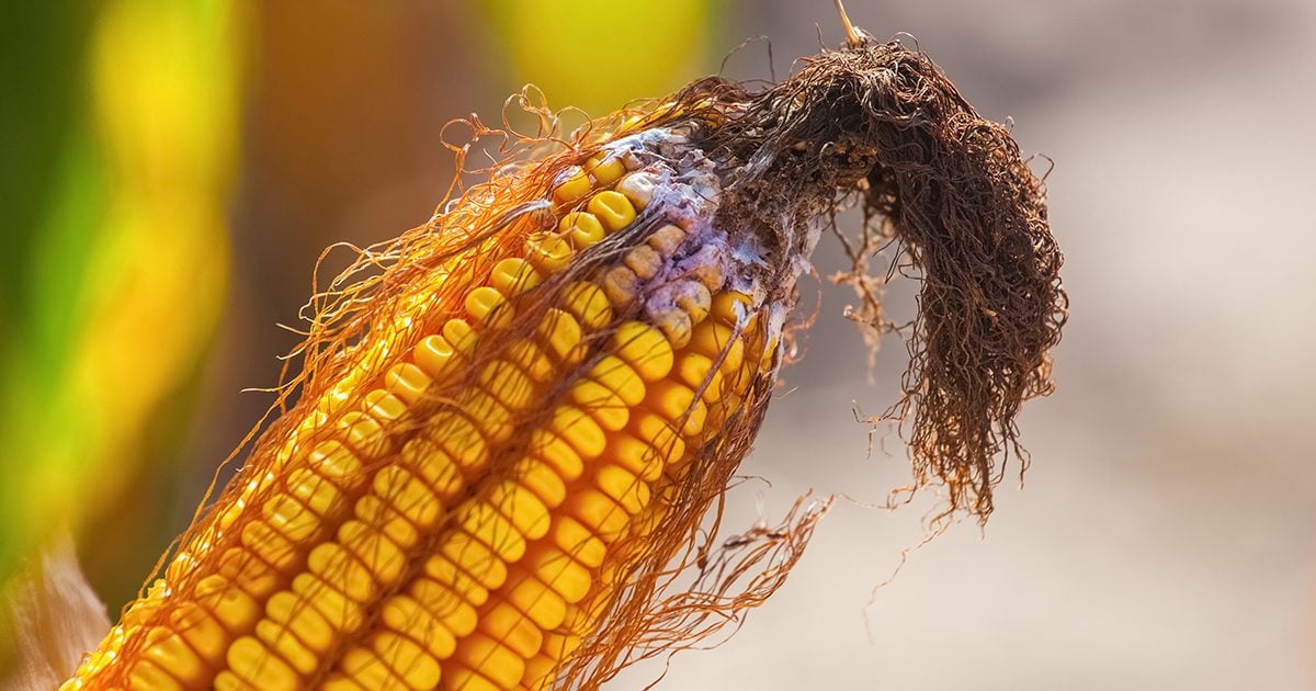 Those Reddish-Pink Ends on the End of Your Corn Are Actually Corn Mold