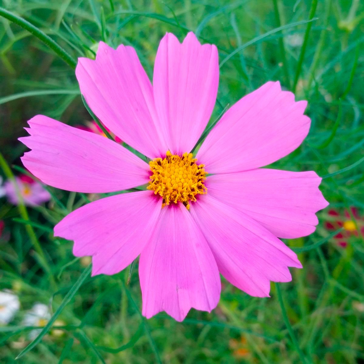 pink Cosmos