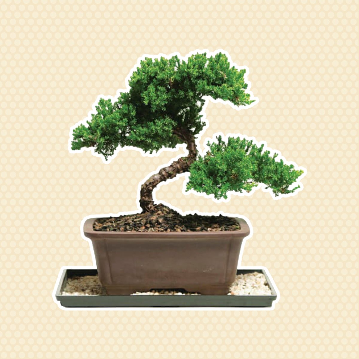 Outdoors Garden Center Indoor Plants Bonsai Trees