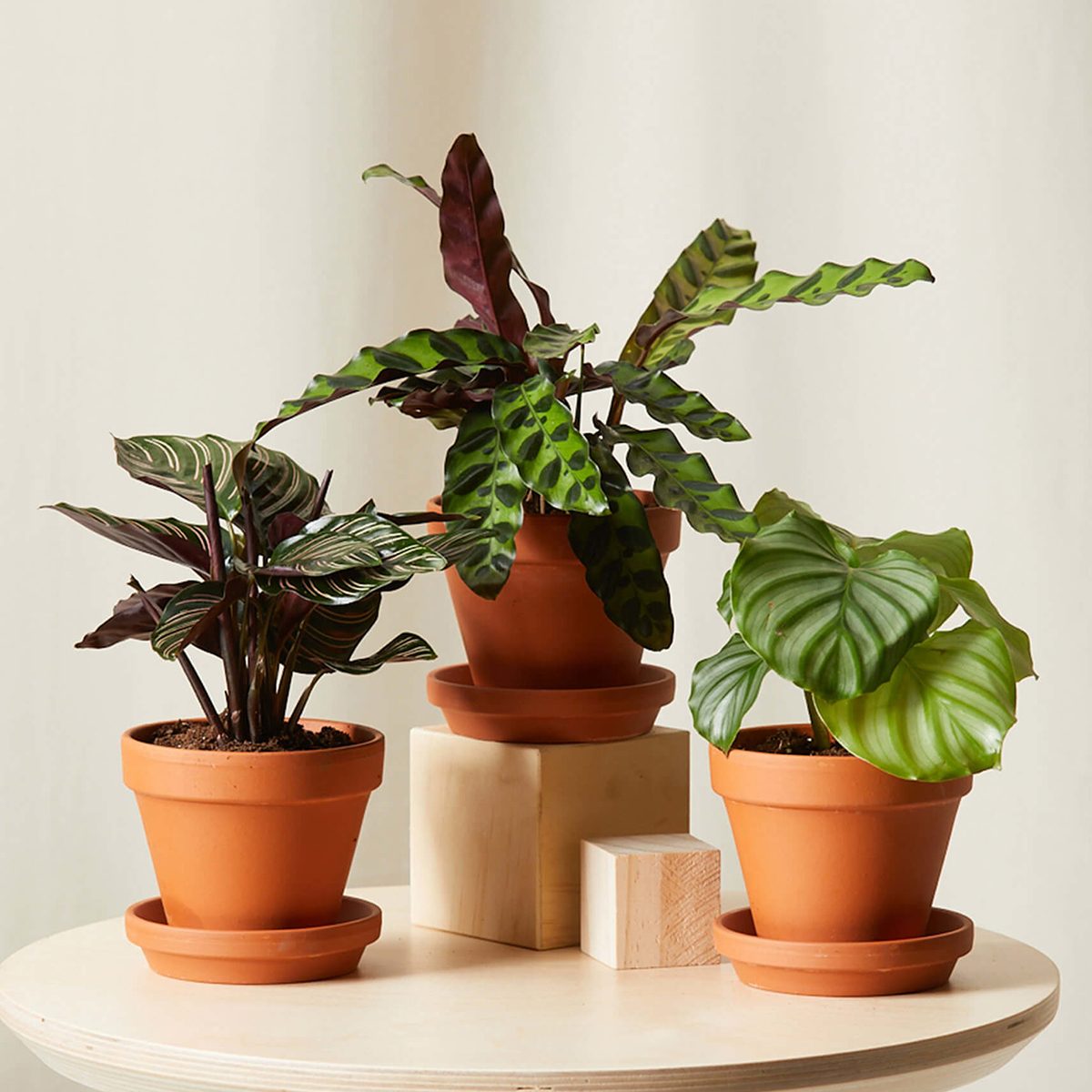 houseplants for sale Calathea Collection