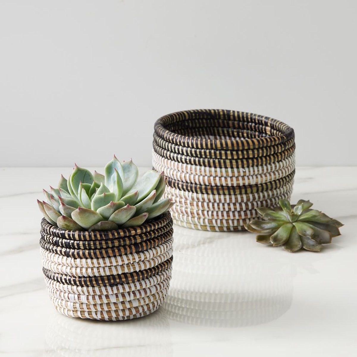 Colorblocked Basket Succulent Planters Z
