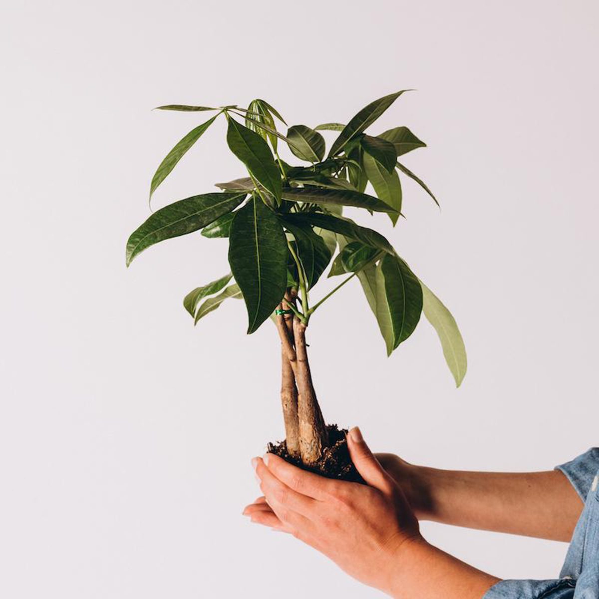 Money Tree houseplants for sale