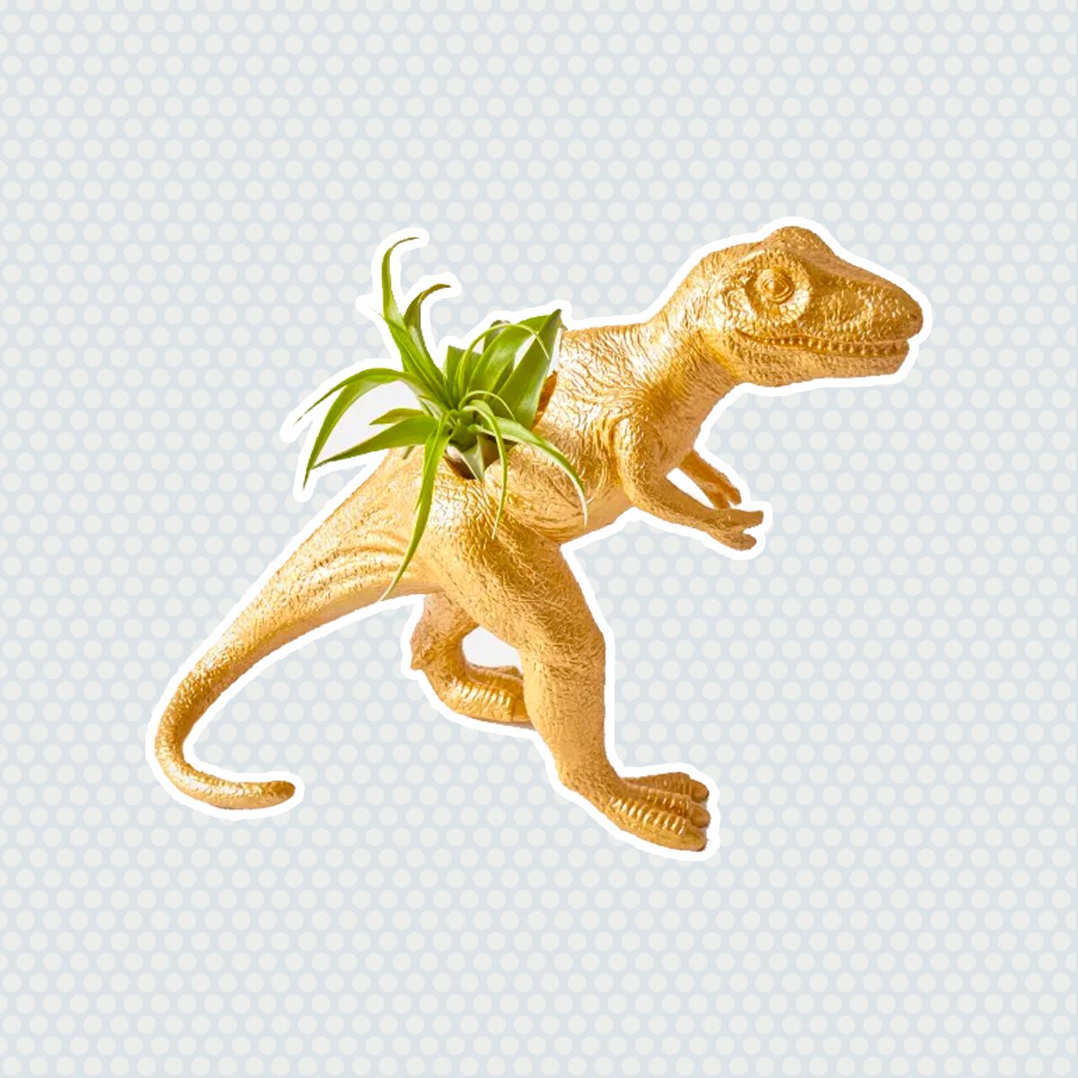 The Rex houseplants for sale